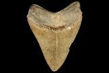 Serrated, Fossil Megalodon Tooth - Georgia #161059-1